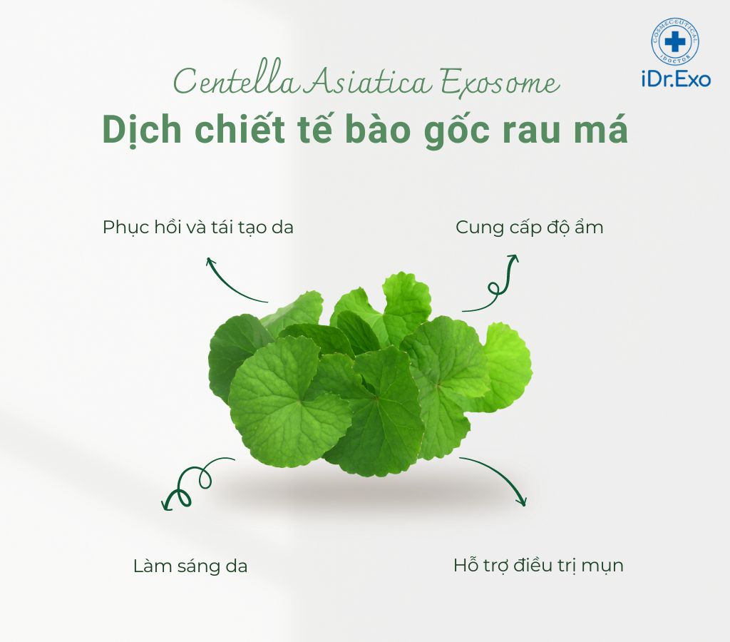 dich-chiet-te-bao-goc-rau-ma-3