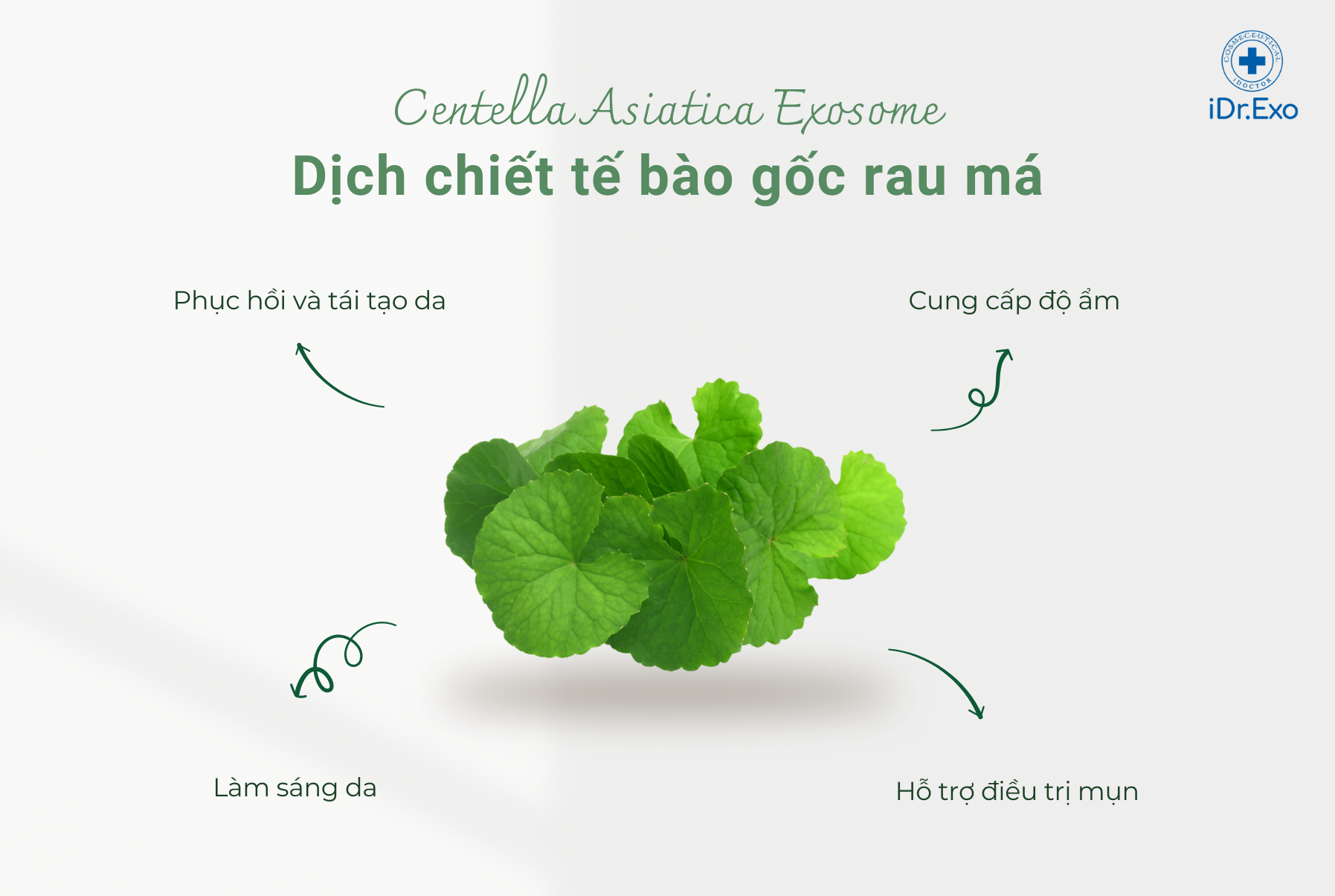 Dịch chiết tế bào gốc Exosome từ rau má Centella Asiatica Exosome