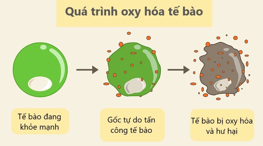 qua-trinh-oxy-hoa-te-bao